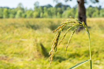 Rice field