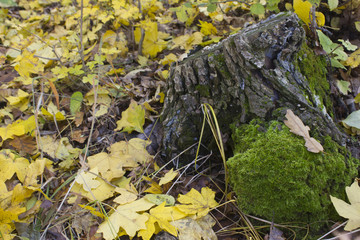 moss on trunk in the forest