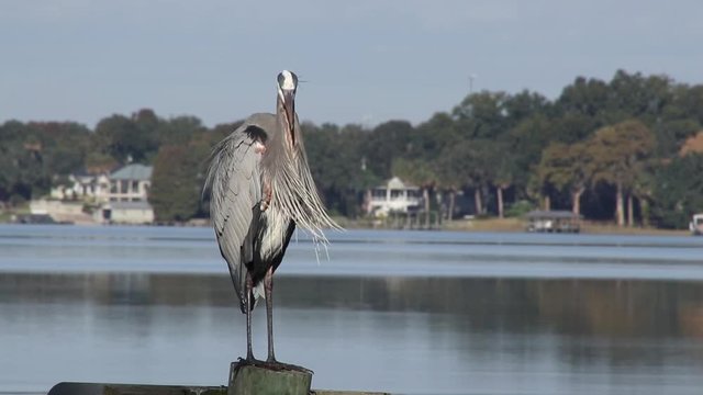 Great Blue Heron, morning on Lake Dora, Central Florida
