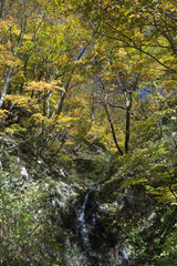 紅葉の奥越高原県立自然公園