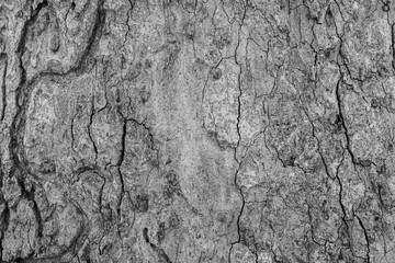 Bark
