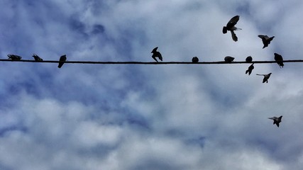 colombi in volo e sul filo