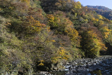 紅葉に彩られた雲川