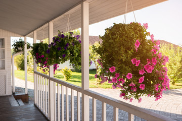 Flowers hanging on porch. White colored house. Bright pink petunias. Real estate in countryside.