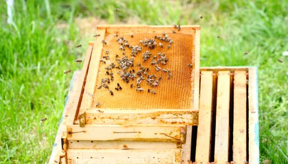 Honeycombs with honeybees community 