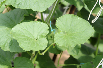 Leaf of melon or cantaloupe on tree in farm.