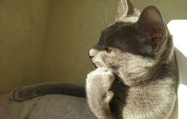 Un korat en pleine réflexion