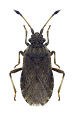 Bug Bathysolen nubilus on a white background