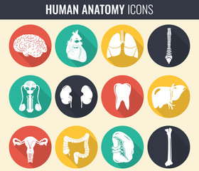 Human internal organs. Anatomy set. Vector