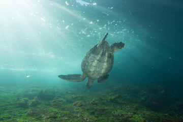 Obraz premium Sea Turtle at Galapagos