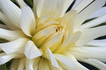 Obraz premium Dahlia flower