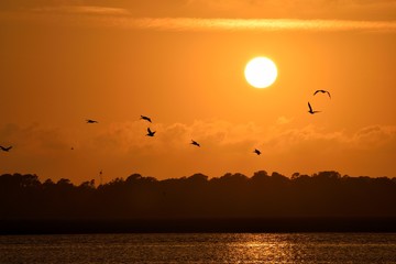 Pelicans silhouette flying at sunset
