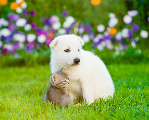 White Swiss Shepherd`s puppy embracing kitten on green grass