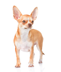 Chihuahua puppy standing in front view. isolated on white 