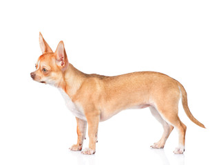 Chihuahua puppy standing in profile. isolated on white background