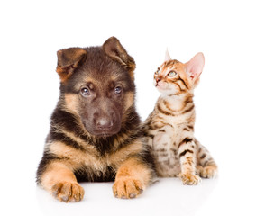 Little bengal cat and german shepherd puppy dog lying together. isolated on white