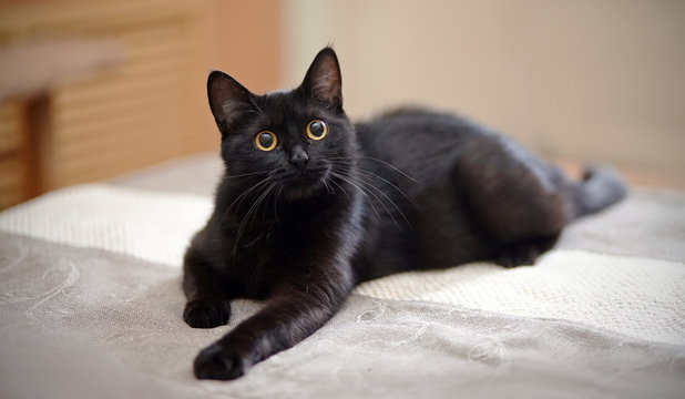 Black cat with yellow eyes lies on a sofa.