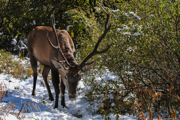 Adult deer in a natural environment