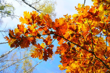 branch with yellow autumn oak leaves in a forest in the background of other crowns of trees and sky. beautiful natural autumn background
