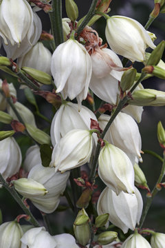 Common yucca flowers