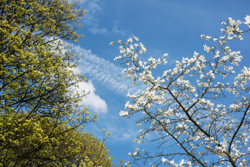 Spring background of flowering trees