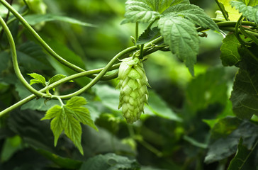 Growing on a branch of hop cones
