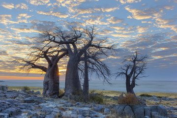 Baobab trees and clouds
