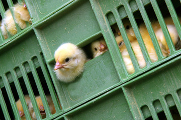 Hatchery Chicken. Chicklets in crates. Transportation of poultry. Hatchery. Chicklets in crates coming from the breeding cells. Poultry. Chicken.  © A