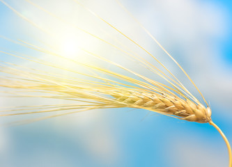 golden ear of wheat against the blue sky