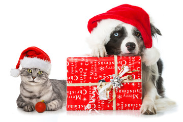Hund und Katze mit Weihnachtsgeschenk