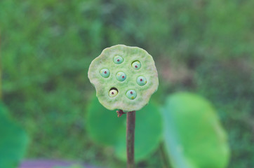 lotus seed