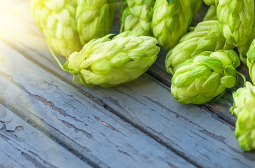 Green hops, agricultural background