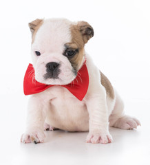 english bulldog puppy