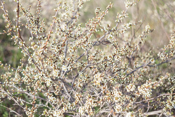 Blackthorn in bloom