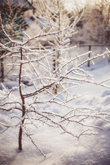 Fototapeta premium Winter tree branches covered with snow in sun light