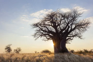 Rolgordijnen Sun starburst at baobab tree © hannesthirion