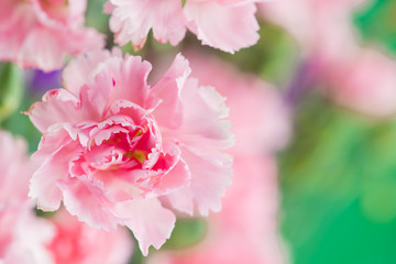 pink carnations macro