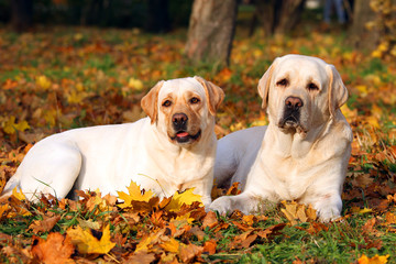 two yellow labradors in the park in autumn