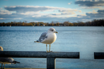 Seagull on Harbourfront - Toronto, Ontario, Canada