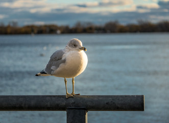 Seagull on Harbourfront - Toronto, Ontario, Canada