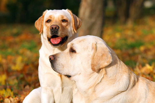 two young yellow labradors in the park in autumn close up