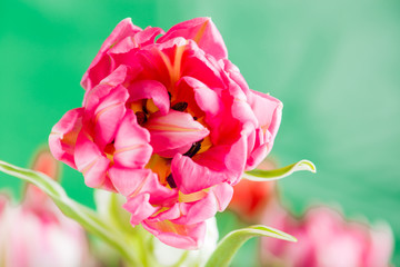 pink tulip close-up card