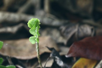Ferns sprout