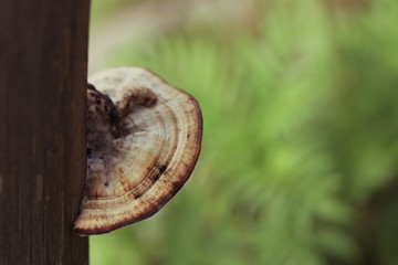 mushroom