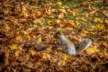 Brown Squirrel between the  autumn leaves of Queens Park - Toronto, Ontario, Canada