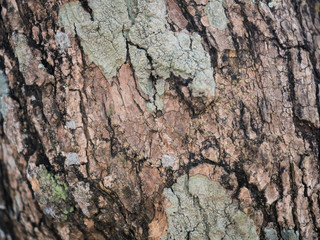 Tree bark texture.