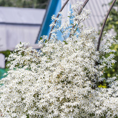 Clematis paniculata (Clematis paniculata)