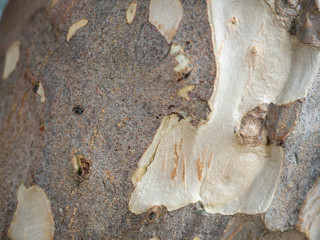 Tree bark texture.