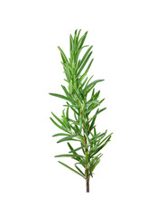 rosemary isolated on white background