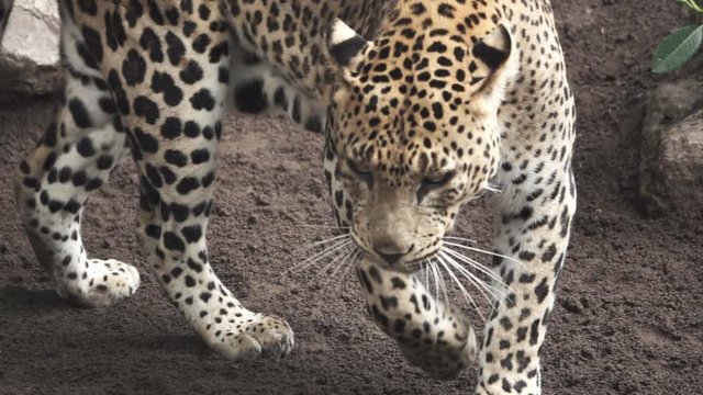 A leopard walks in super slow motion
